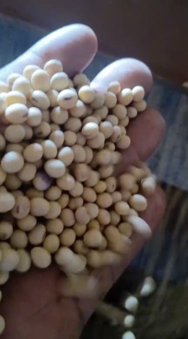 Soja GMO em grão — Amostra de grãos na originação