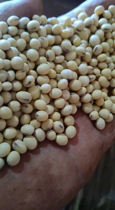 Soja GMO em grão — Amostra de grãos na originação